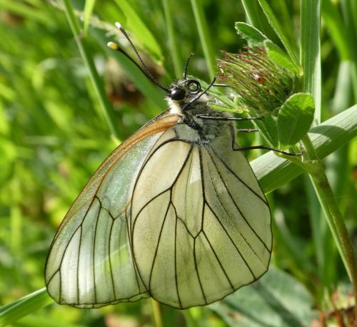Aporia crataegi
